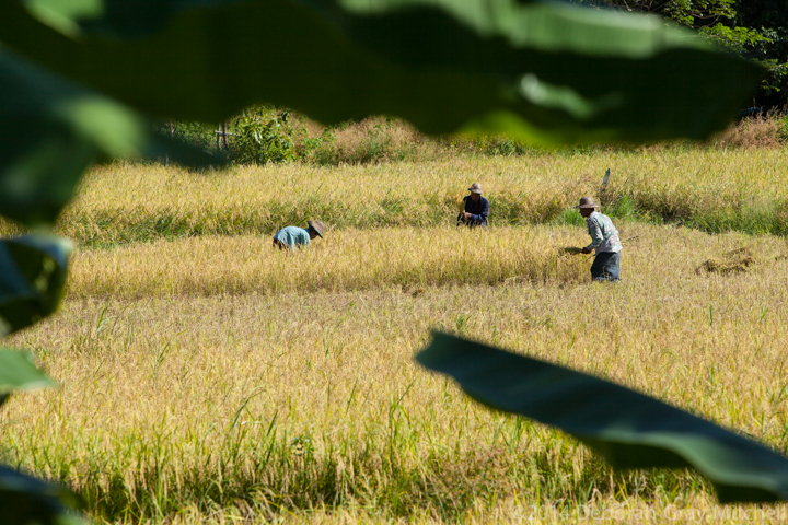 Rice harvest, Myanmar : 777 Steps to Nirvana, Myanmar : Deborah Gray Mitchell     Photographic Artist 