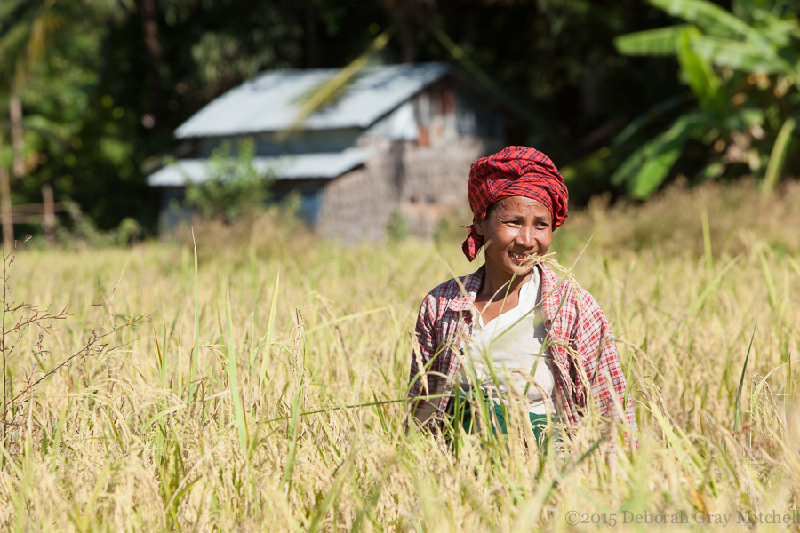 Rice harvest, Myanmar : 777 Steps to Nirvana, Myanmar : Deborah Gray Mitchell     Photographic Artist 