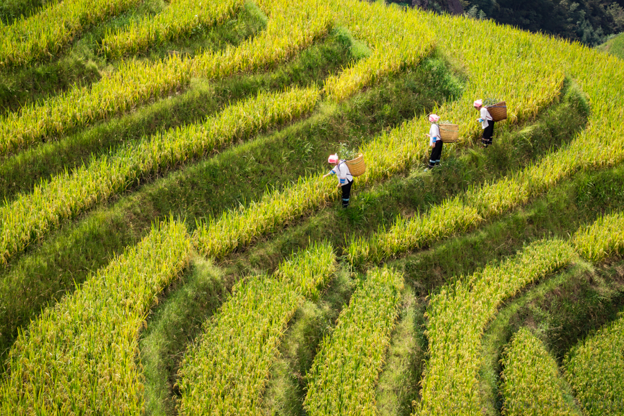 Guilin area, Longji Terraced Rice Fields. ©2015 Deborah Gray Mitchell