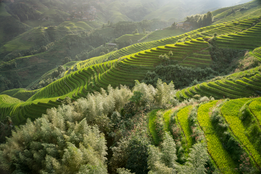 Guilin area, Longji Terraced Rice Fields, Zhuang village. ©2015 Deborah Gray Mitchell : China, 2015 : Deborah Gray Mitchell     Photographic Artist 