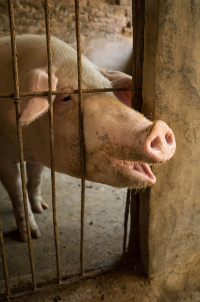 Singing Pig, Guilin Ancient Village. ©2015 Deborah Gray Mitchell : China, 2015 : Deborah Gray Mitchell     Photographic Artist 